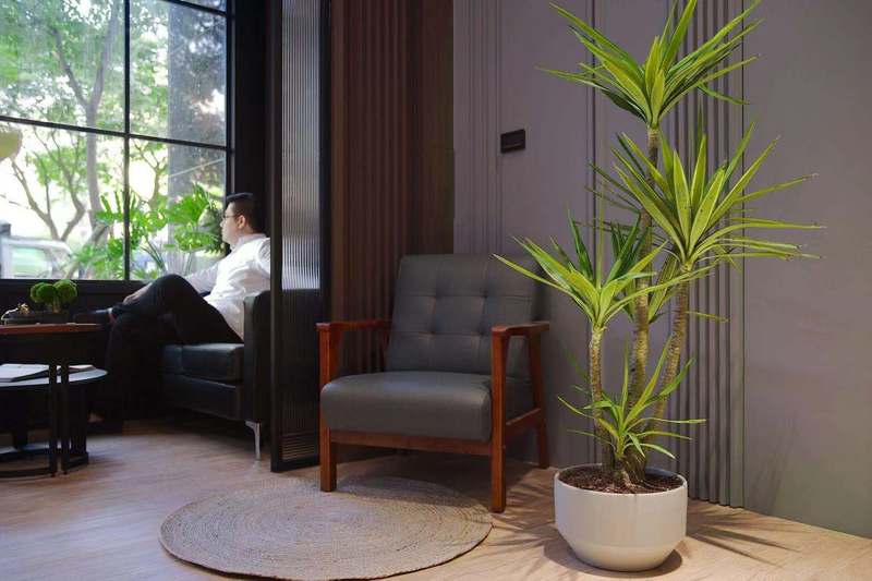 寶安華僑城瑞灣府簡約風格辦公室裝修綠植裝飾 寶安華僑城瑞灣府簡約風格辦公室裝修綠植裝飾